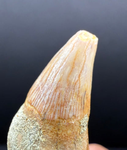 Dolphin Tooth
