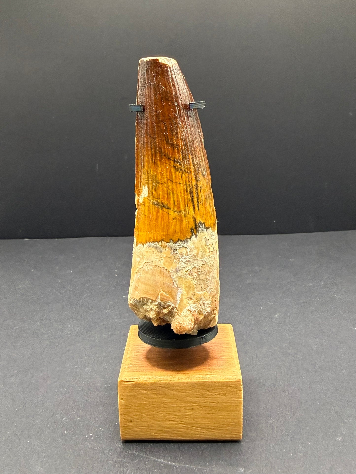 Spinosaurus Tooth