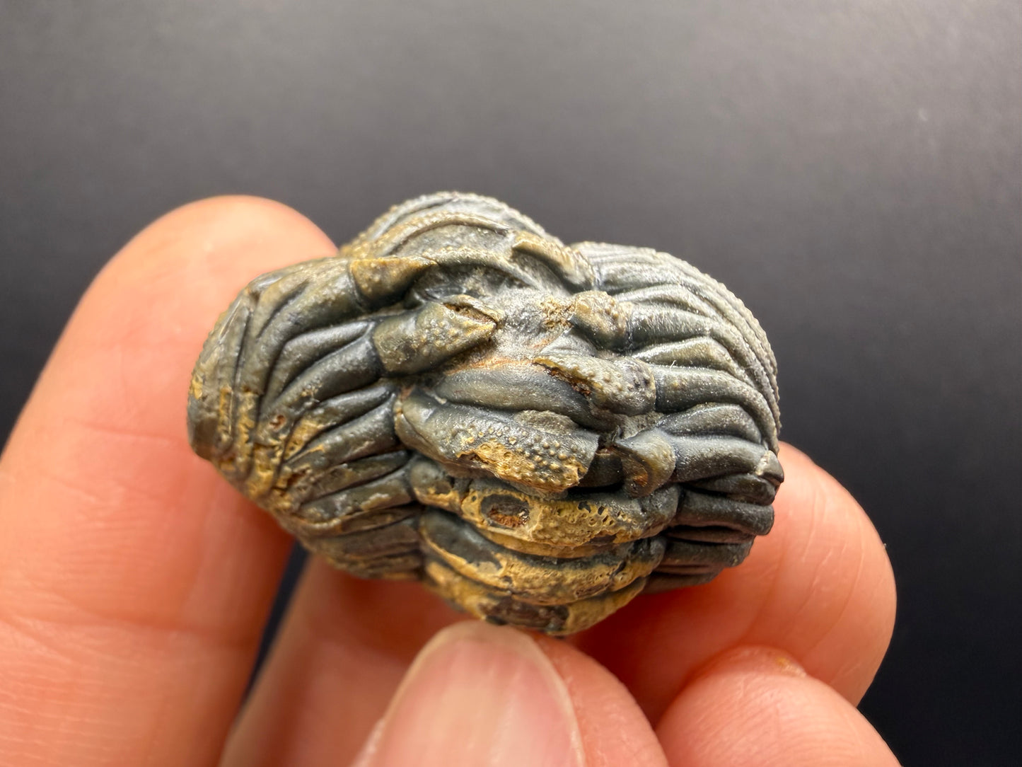 Enrolled Moroccops Trilobite