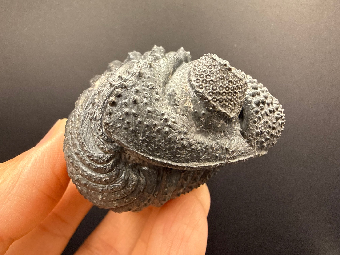 Drotops Trilobite