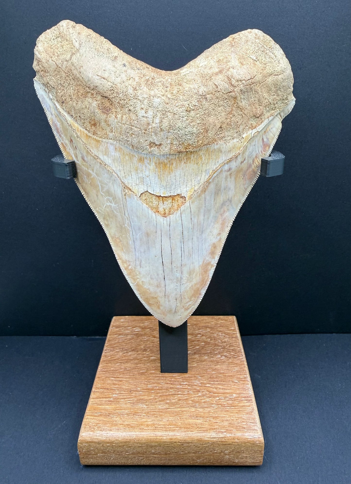 Megalodon Tooth