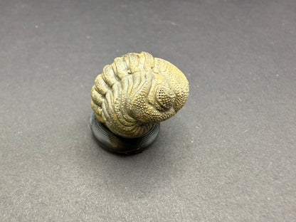 Enrolled Moroccops Trilobite