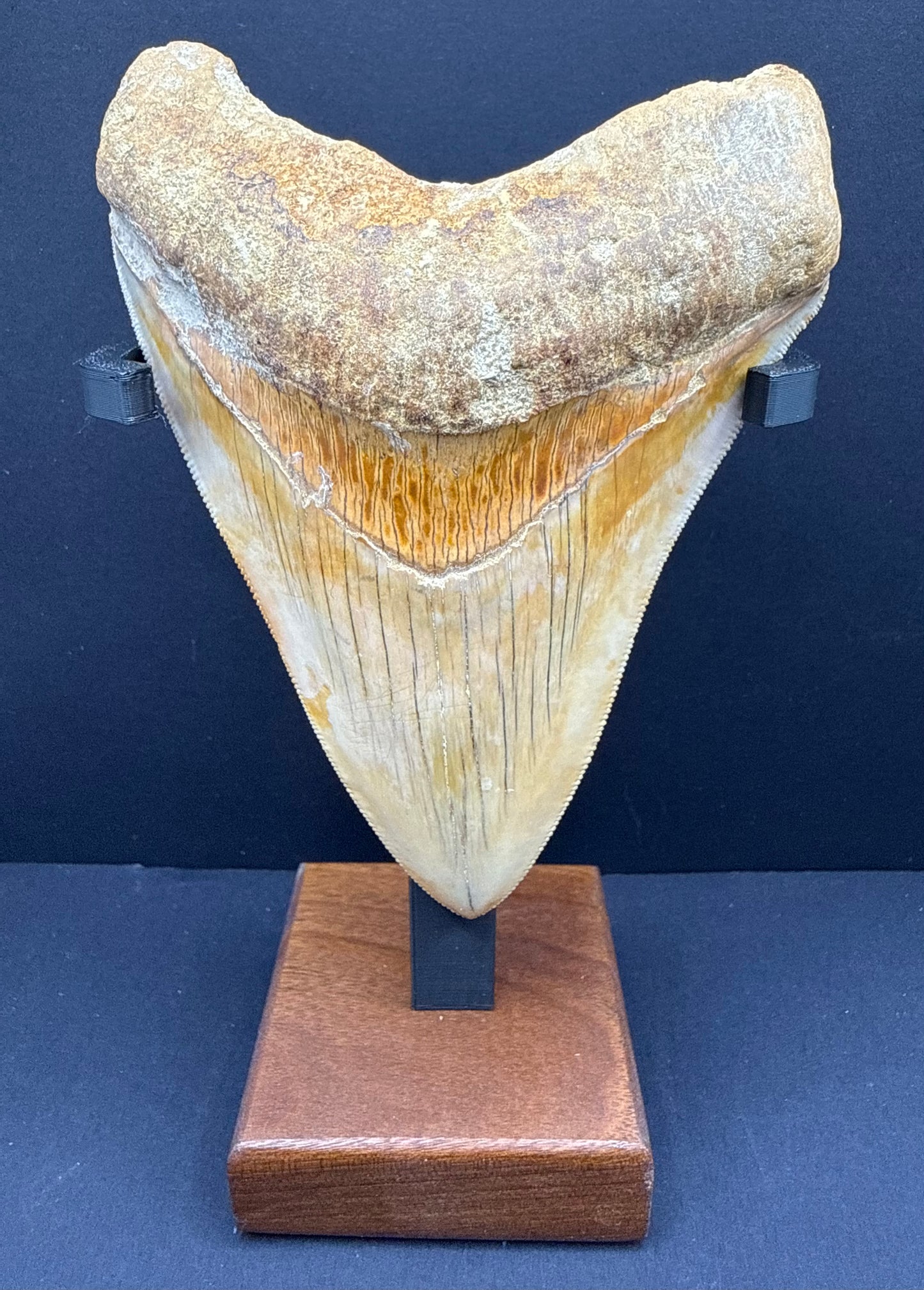 Megalodon Tooth