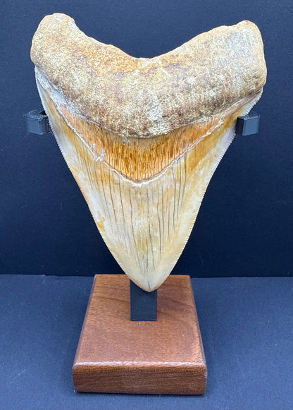 Megalodon Tooth