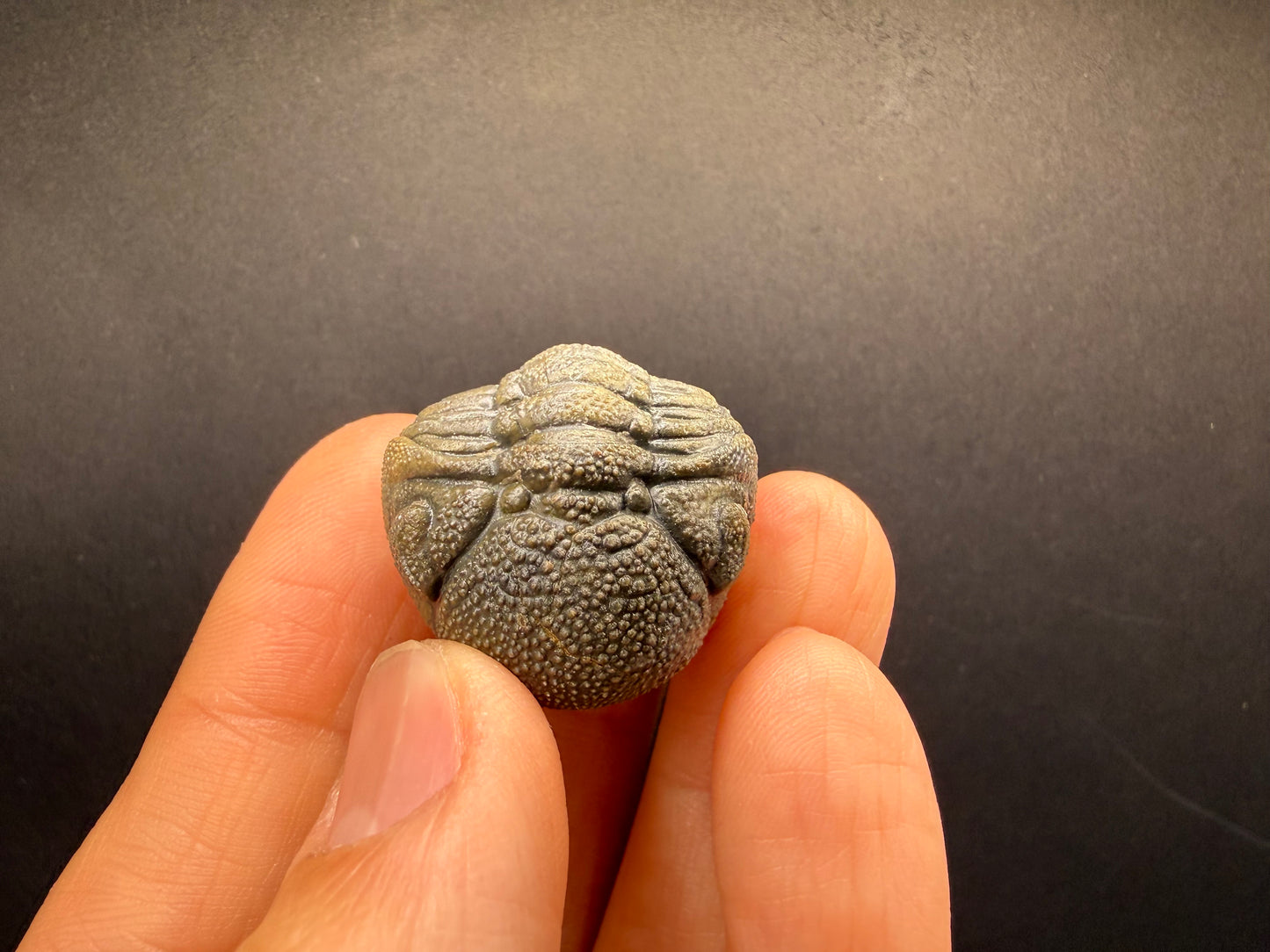 Enrolled Moroccops Trilobite