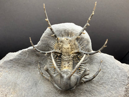 Ceratarges Trilobite