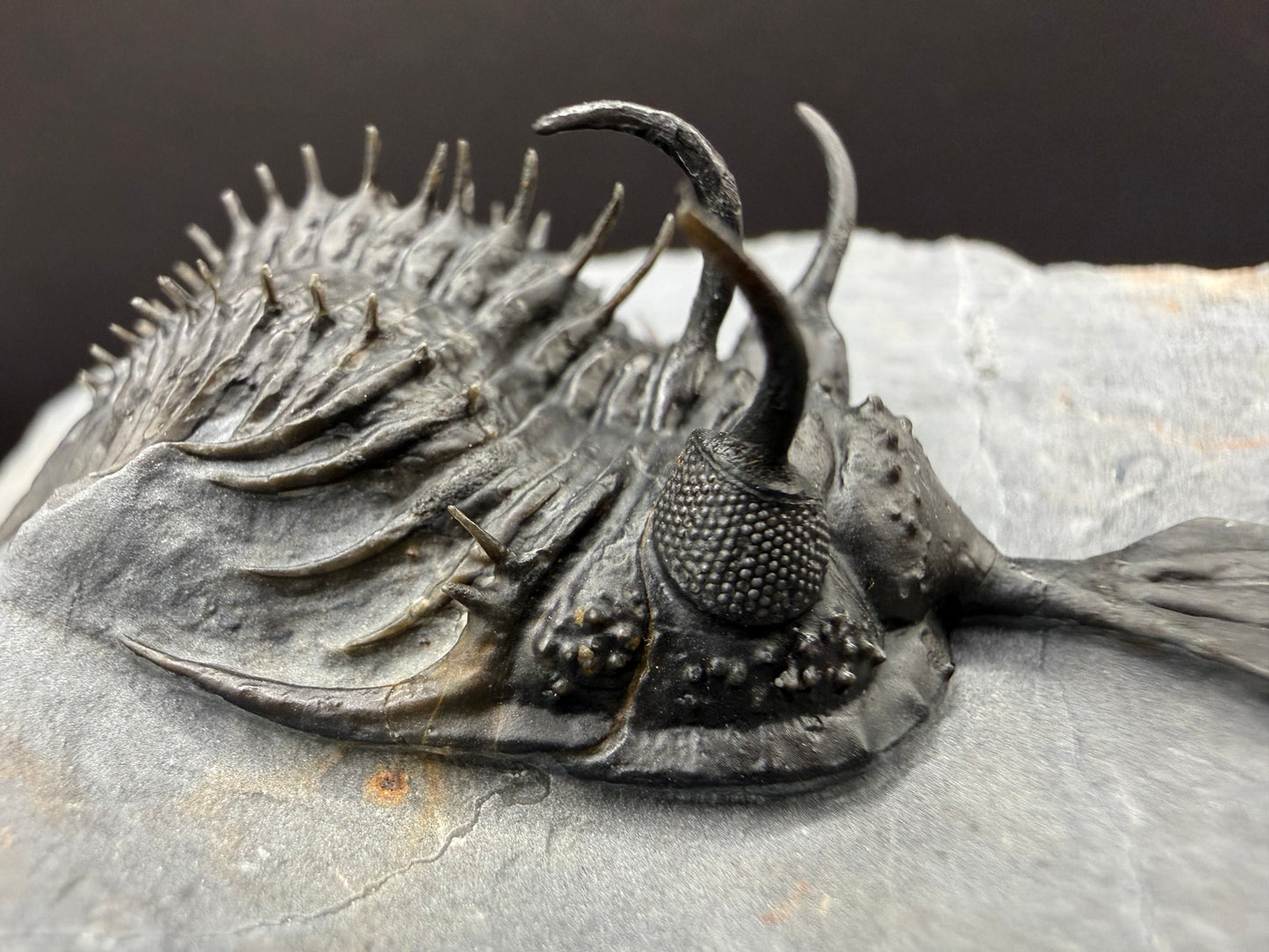 Walliserops Trilobite