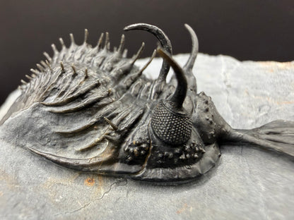 Walliserops Trilobite