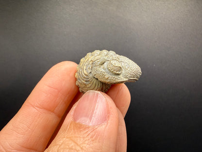 Enrolled Moroccops Trilobite