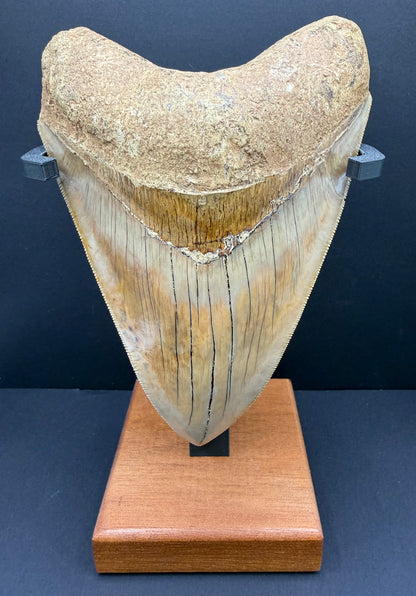 Megalodon Tooth