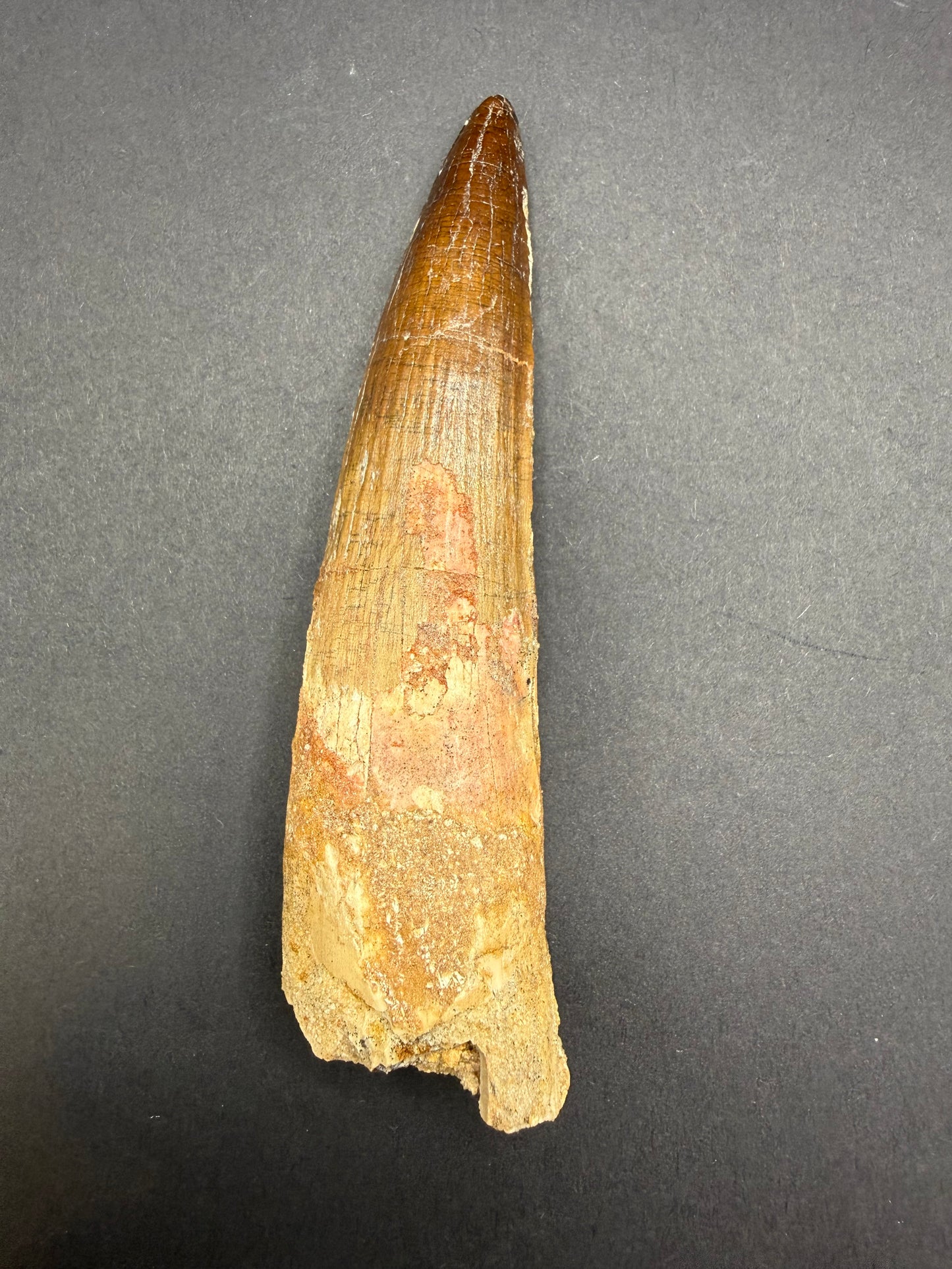 Spinosaurus Tooth