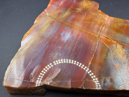 Rainbow Petrified Wood