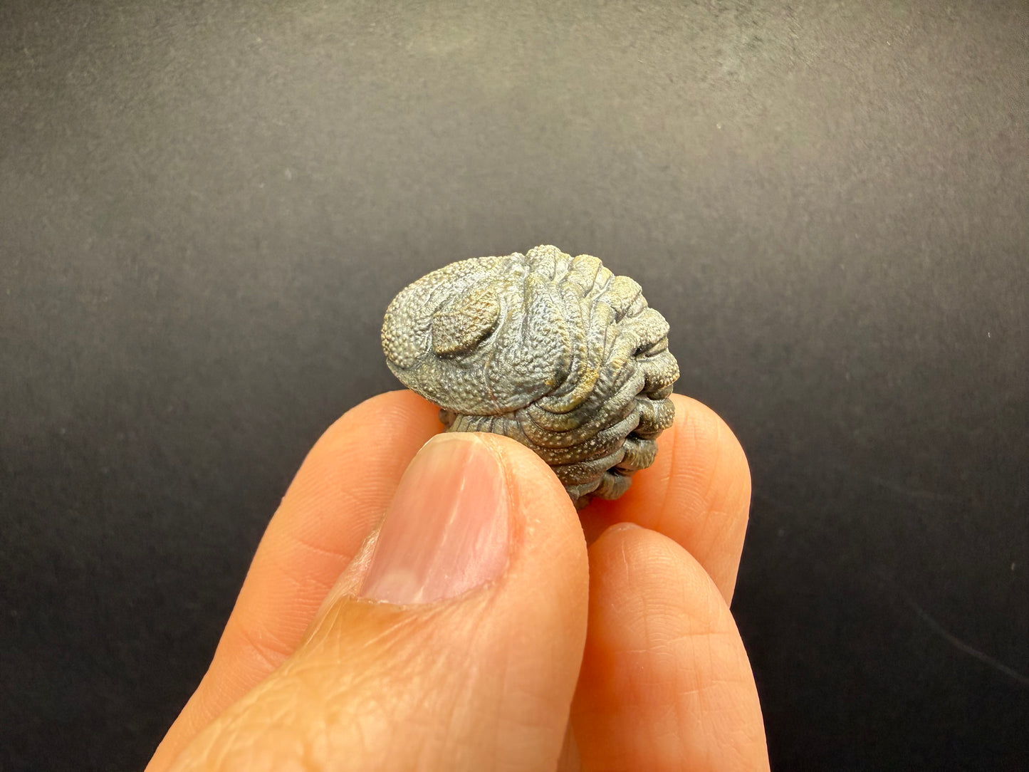 Enrolled Moroccops Trilobite