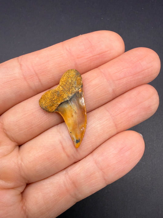 Mako Tooth