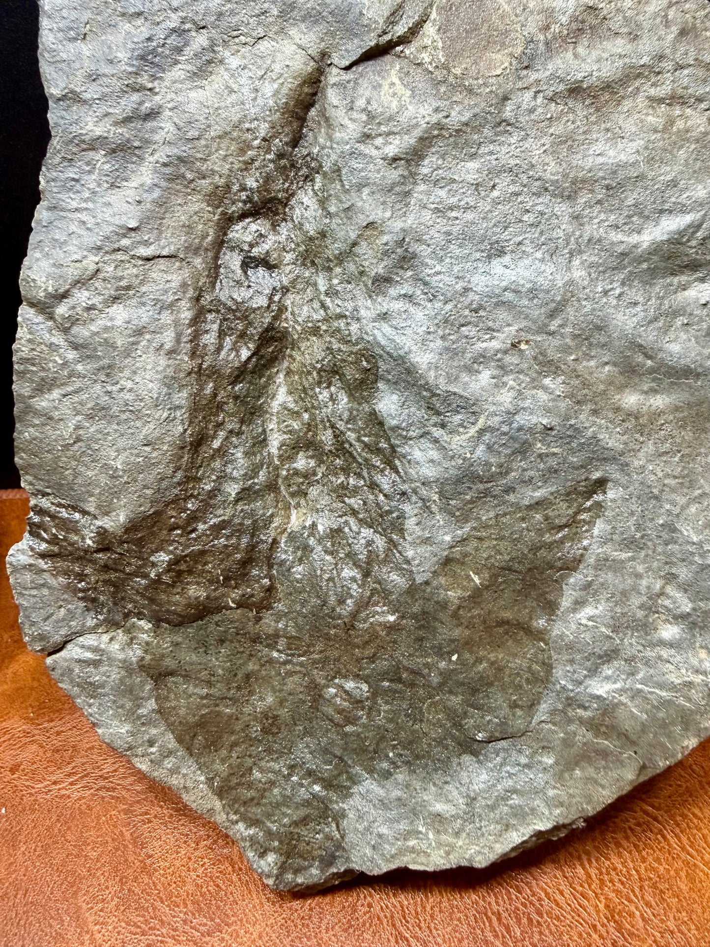 Dinosaur Trace