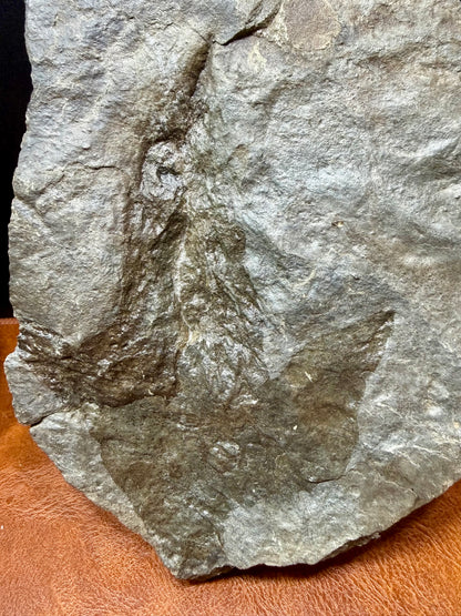 Dinosaur Trace
