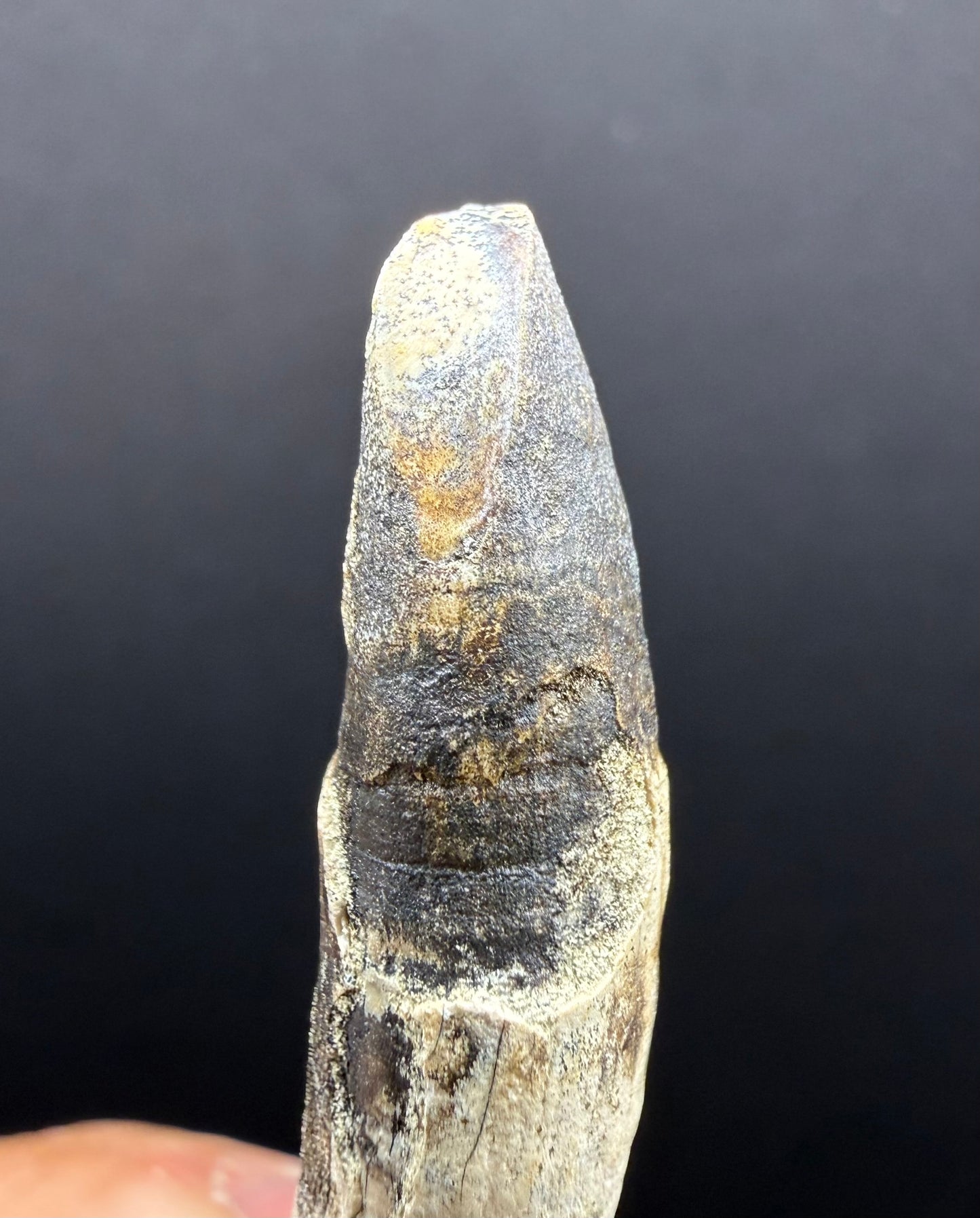 Dolphin Tooth