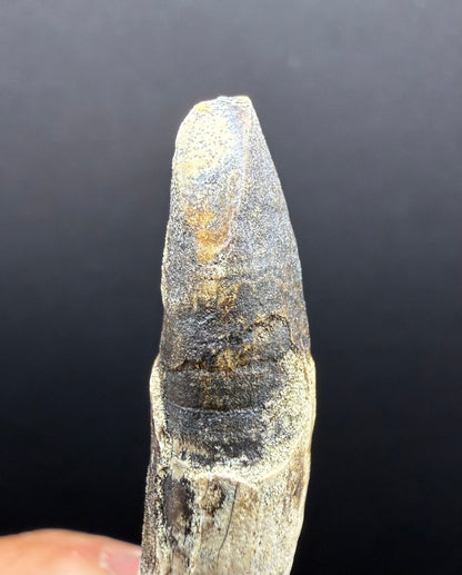 Dolphin Tooth