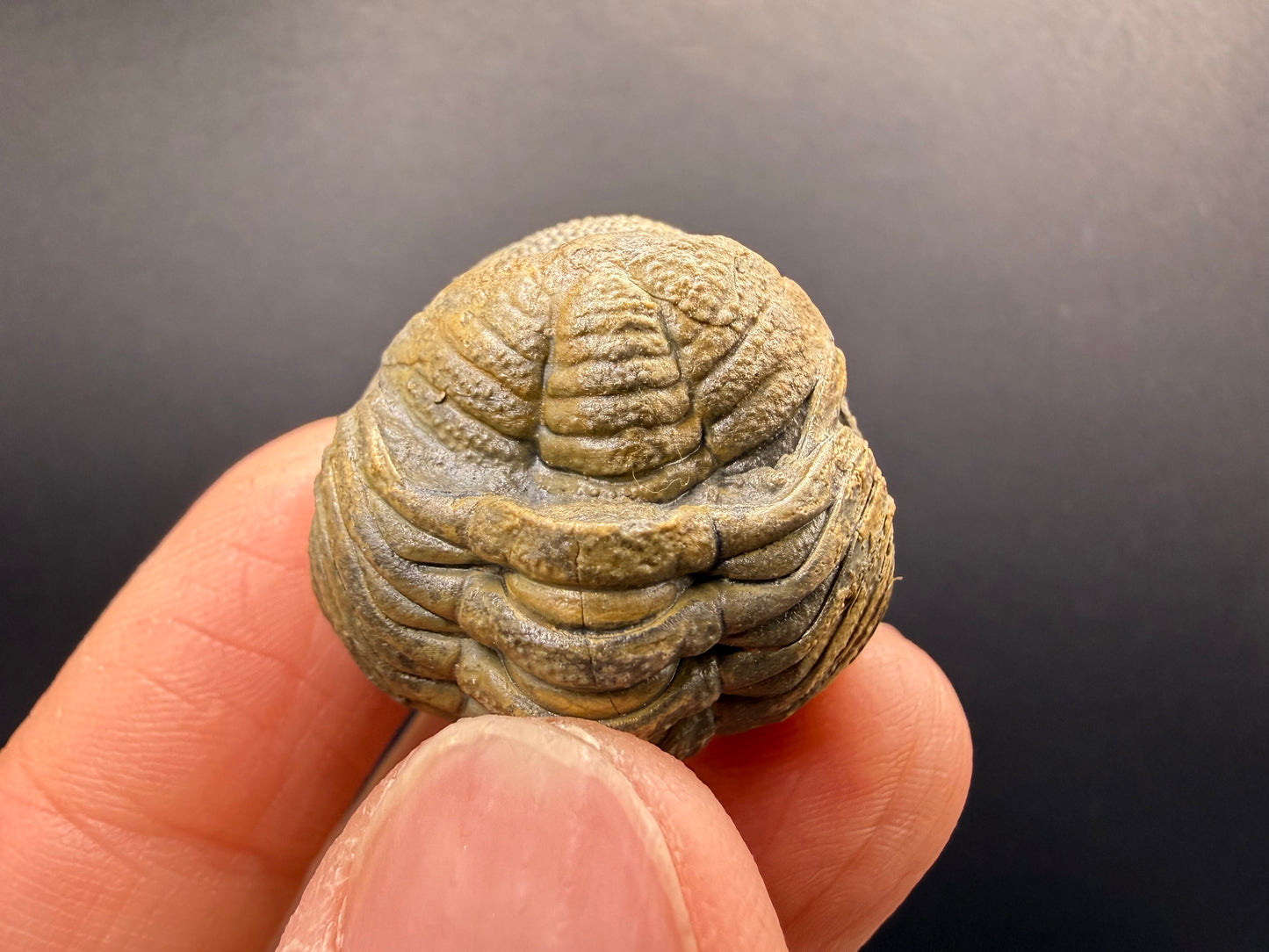 Enrolled Moroccops Trilobite