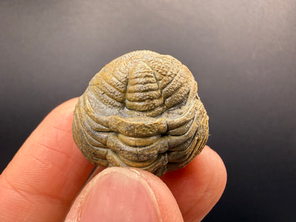 Enrolled Moroccops Trilobite
