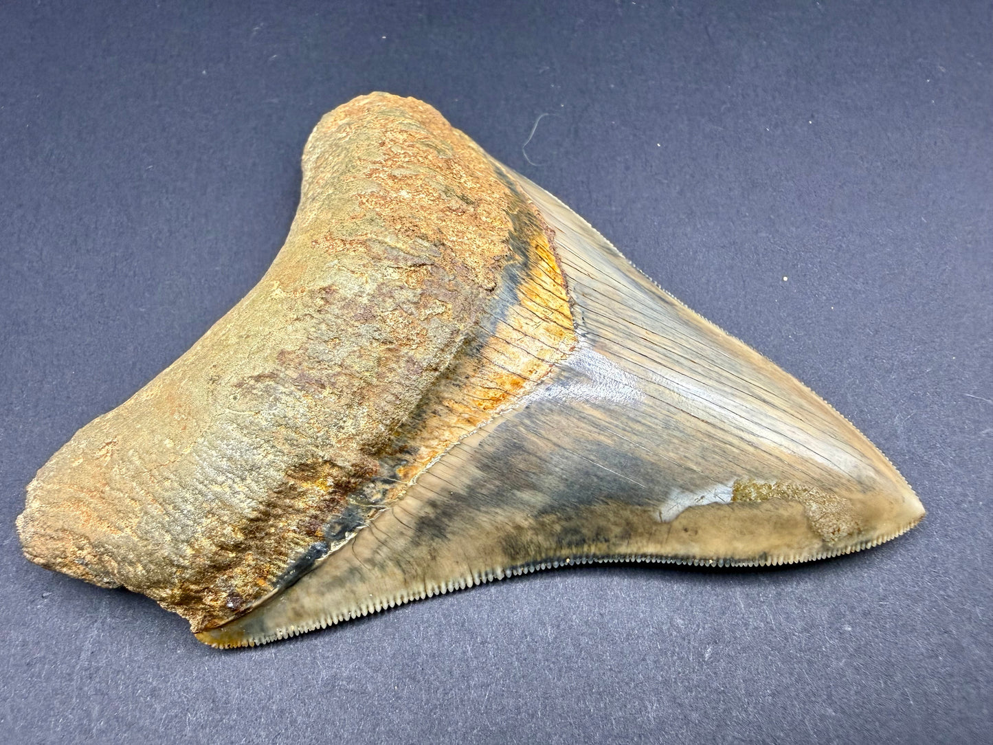 Megalodon Tooth