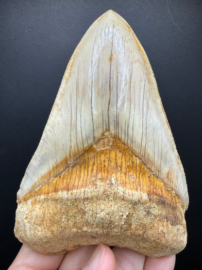 Megalodon Tooth