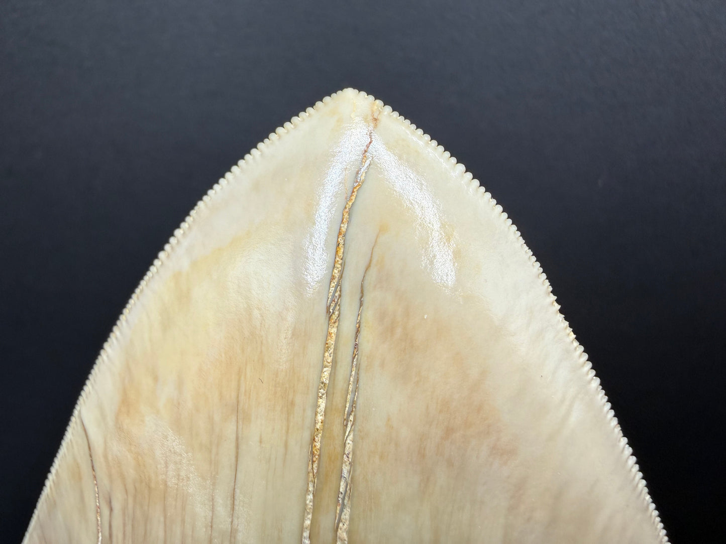 Megalodon Tooth