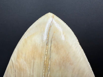 Megalodon Tooth