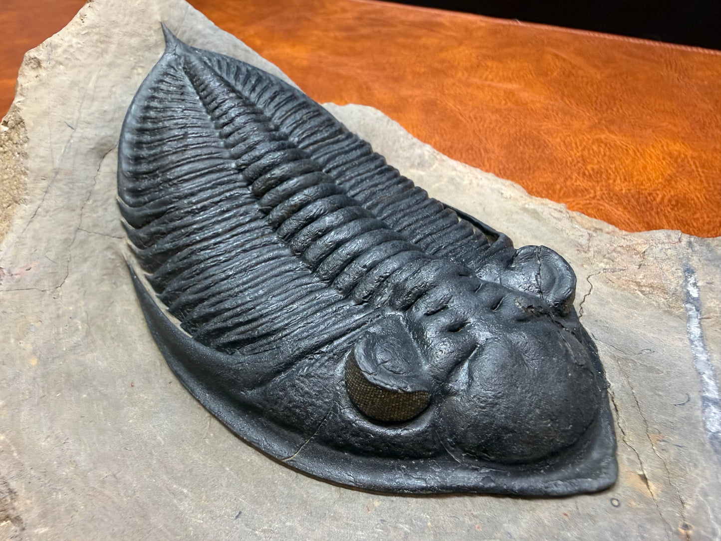 Zilchovaspis Trilobite