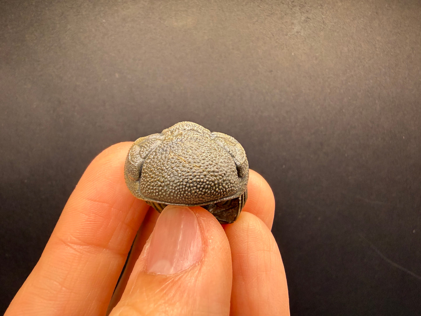Enrolled Moroccops Trilobite