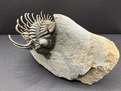 Comura Trilobite