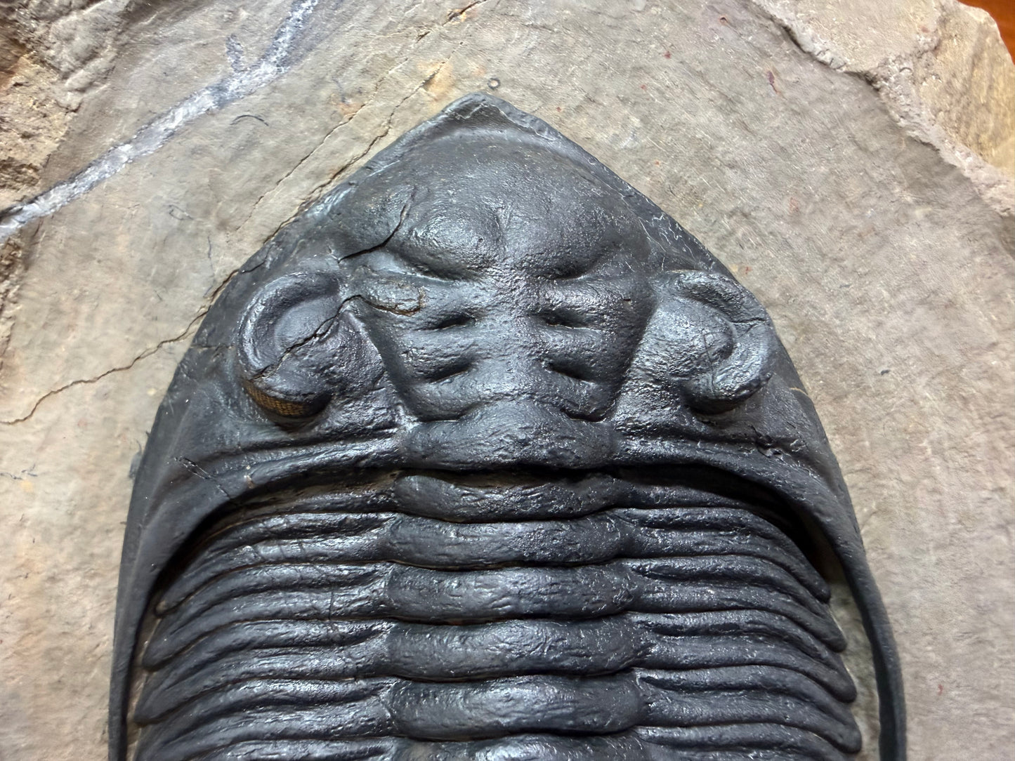 Zilchovaspis Trilobite