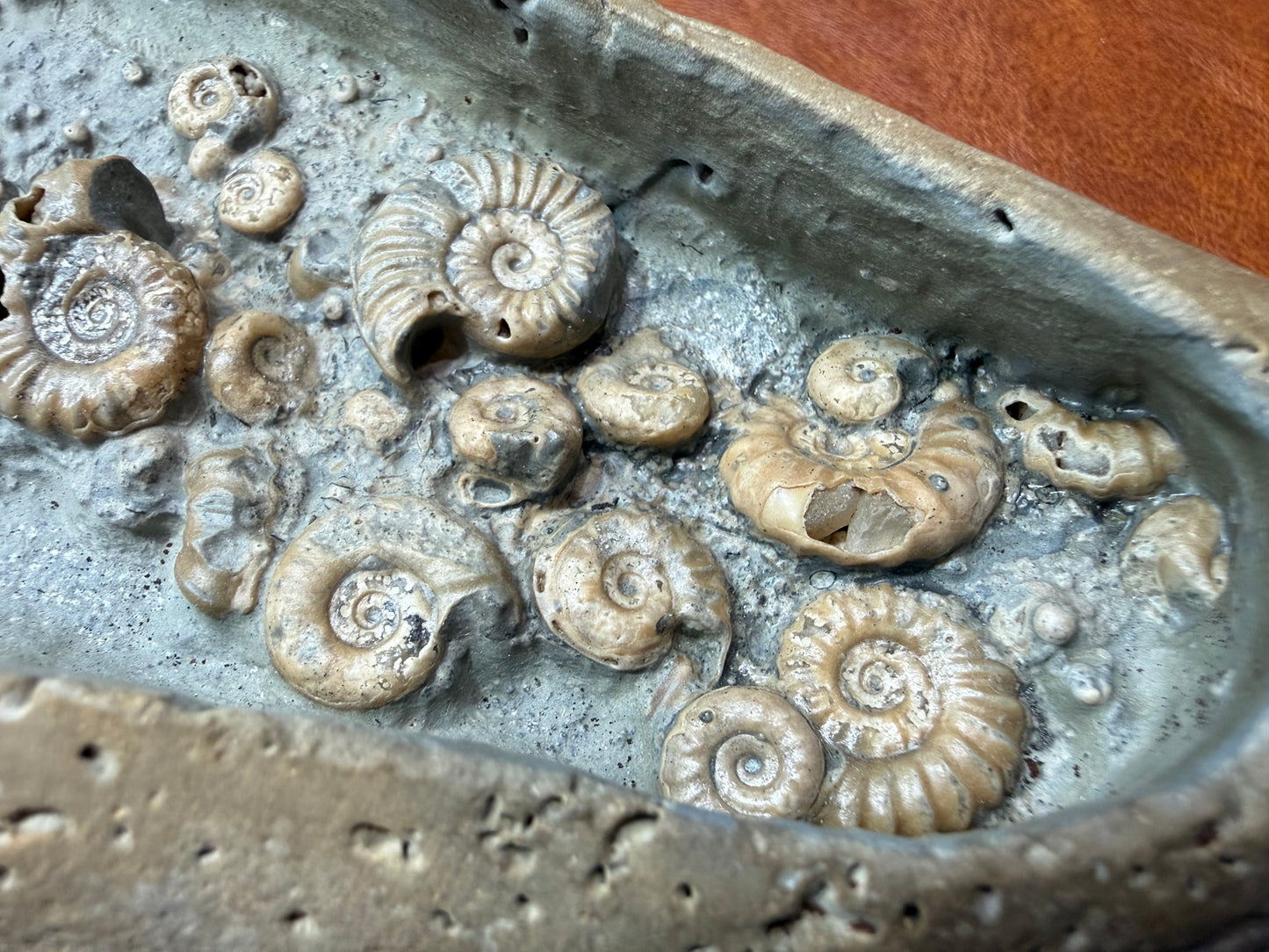 Ammonite Nodule