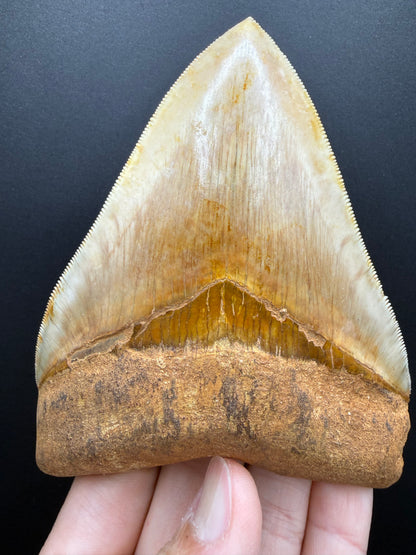 Megalodon Tooth