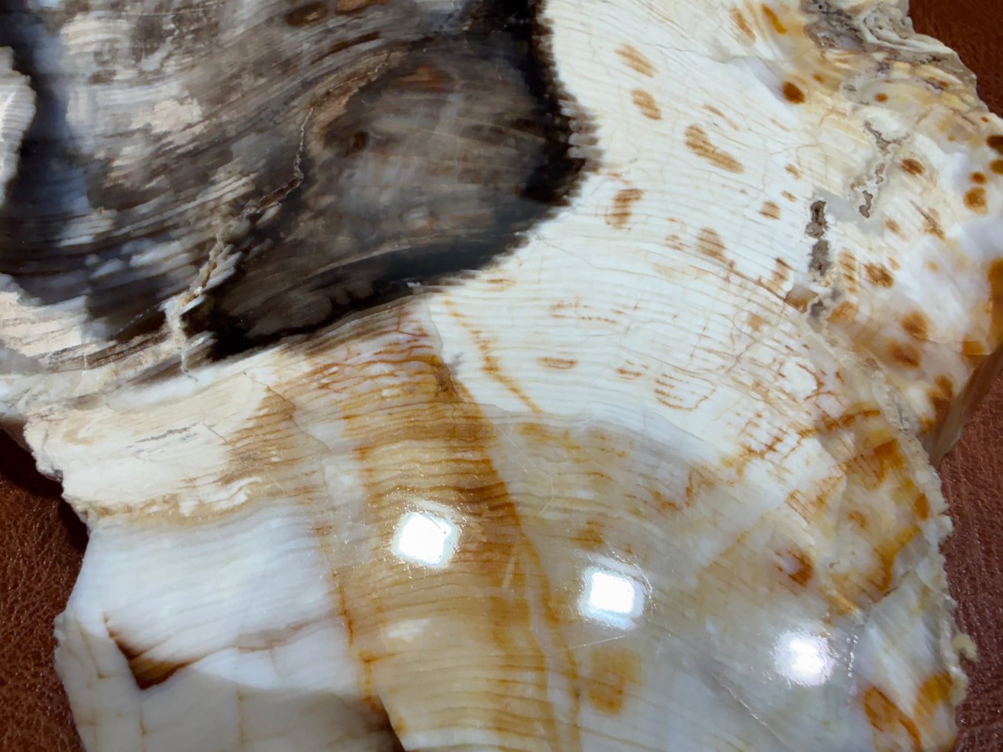 Cypress Petrified Wood