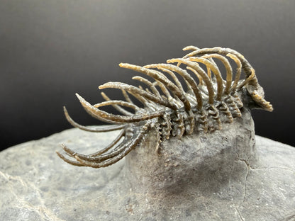 Koneprusia Trilobite