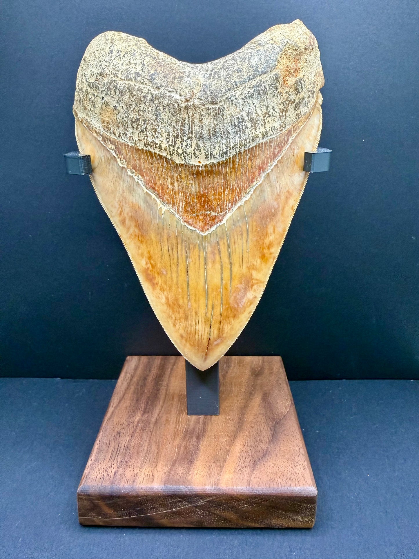 Megalodon Tooth