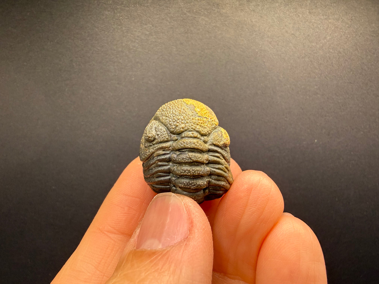 Enrolled Moroccops Trilobite