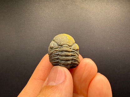 Enrolled Moroccops Trilobite