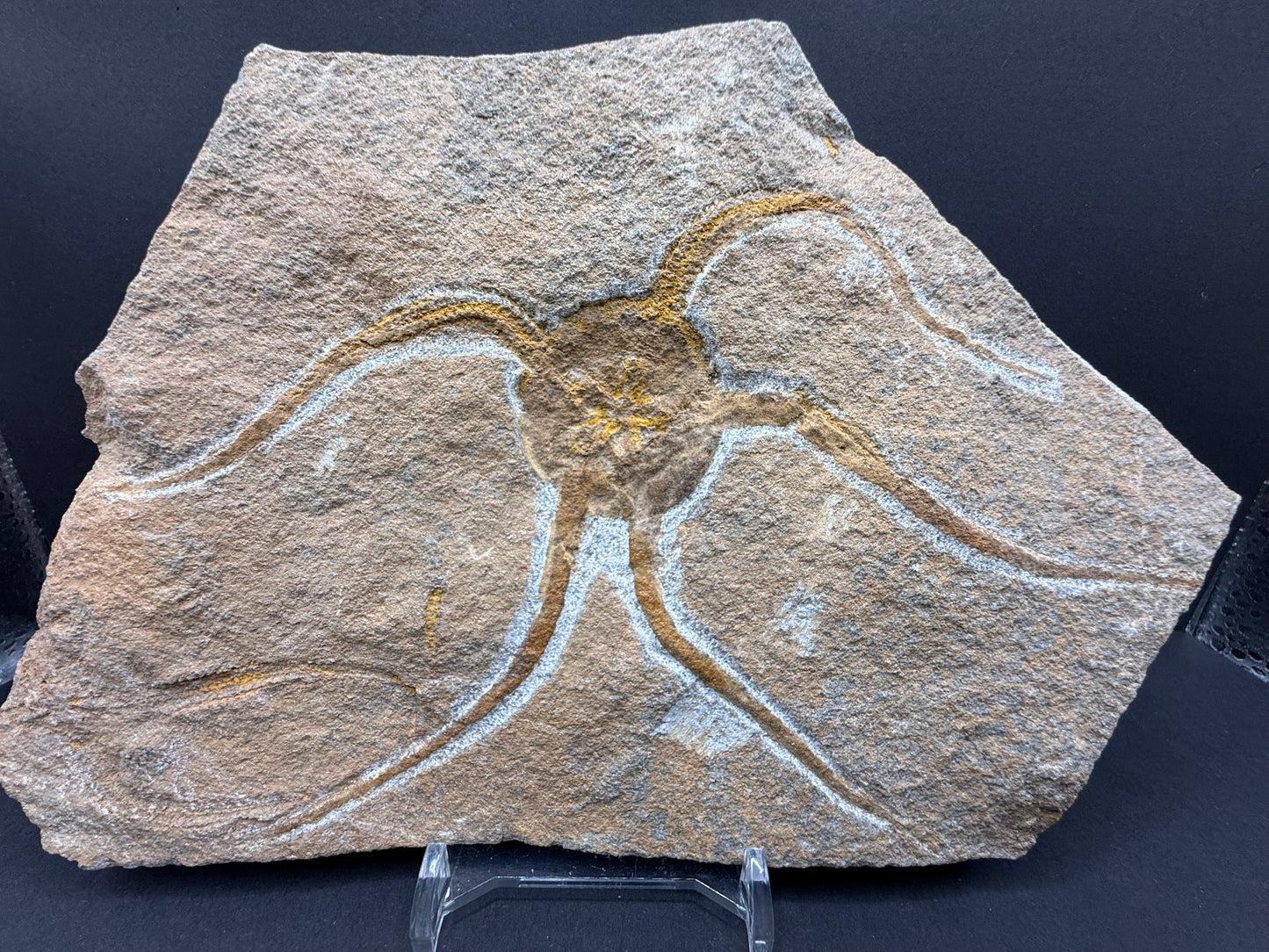 Brittle Star