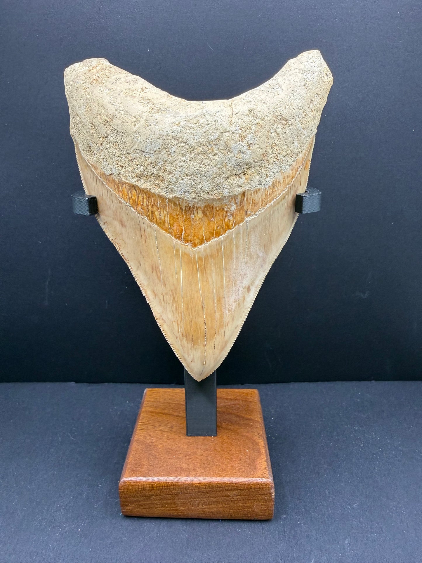 Megalodon Tooth