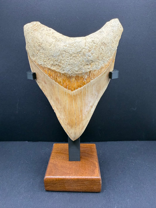 Megalodon Tooth