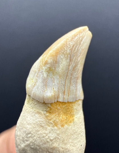 Dolphin Tooth