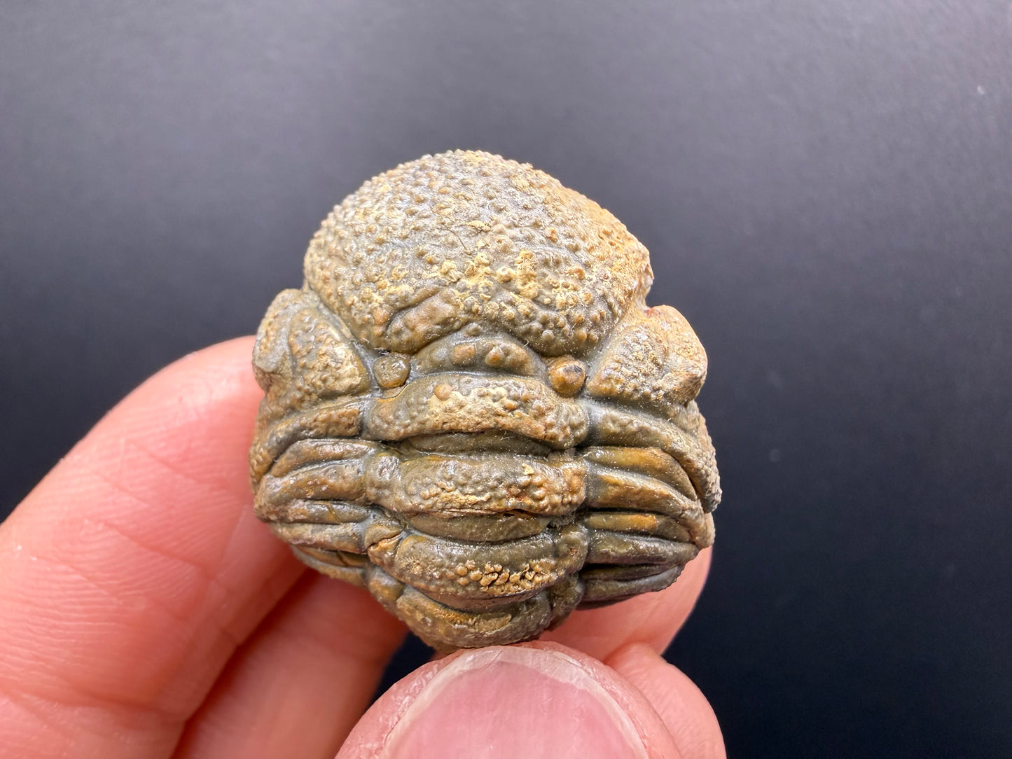 Enrolled Moroccops Trilobite