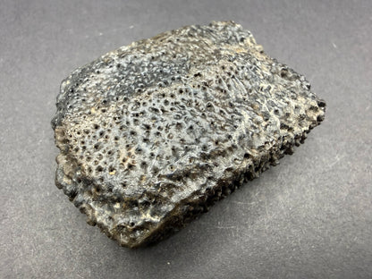 Glyptodon Osteoderm