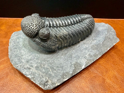 Drotops Trilobite