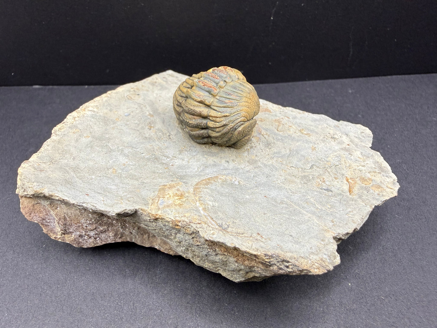 Enrolled Moroccops Trilobite