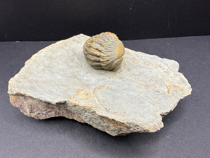Enrolled Moroccops Trilobite