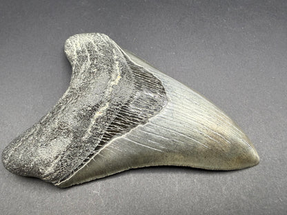 Megalodon Tooth