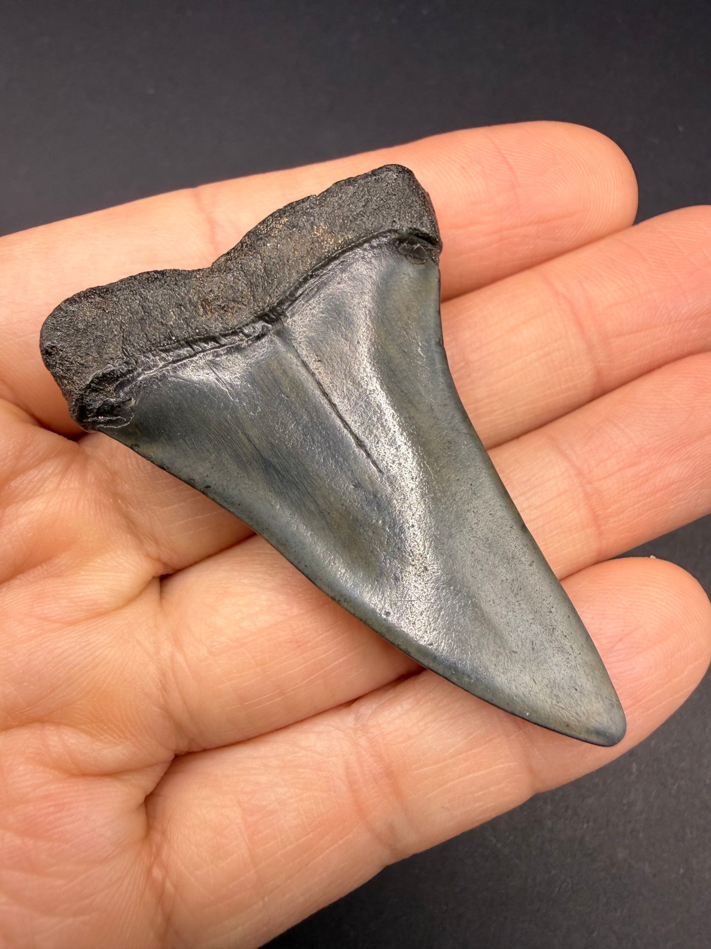 Hastalis Tooth